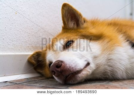 Icelandic Sheepdog Typical Home Pet Walking Around Daytime Stroll Park Happy Tongue Cute Pretty Anim