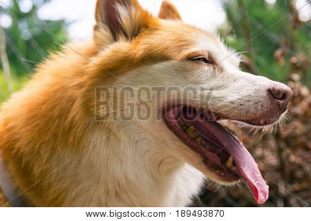 Icelandic Sheepdog Typical Home Pet Walking Around Daytime Stroll Park Happy Tongue Cute Pretty Anim