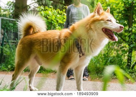 Icelandic Sheepdog Typical Home Pet Walking Around Daytime Stroll Park Happy Tongue Cute Pretty Anim