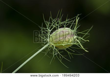 Seed pod of ragged lady buttercup plant