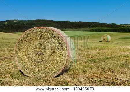 Hay bales on the meadow. Harvesting dried hay. Pushed meadow
