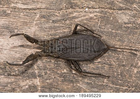 Water scorpion (Nepa cinerea) from above. Predatory aquatic bug in the family Nepidae with caudal process that acts as breathing tube
