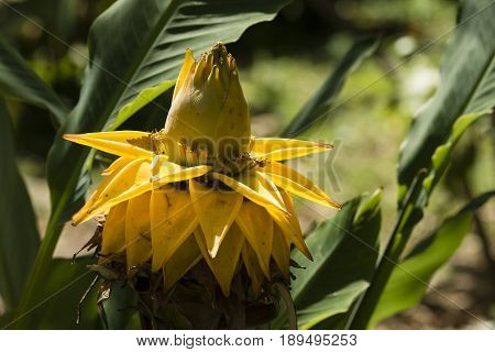 Ensete lasiocarpum Chinese dwarf golden lotus plant close relative of bananas