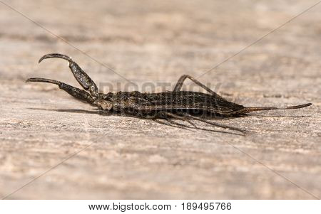Water scorpion (Nepa cinerea) in profile. Predatory aquatic bug in the family Nepidae with caudal process that acts as breathing tube