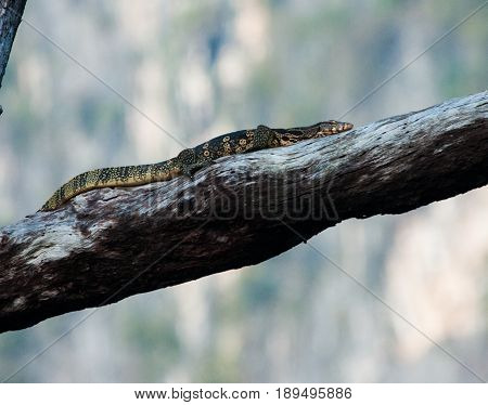 Blue-spotted Tree Monitor (varanus Macraei) On Branch, Thailand