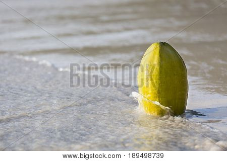 Coconut On Beach, Mahe, Seychelles