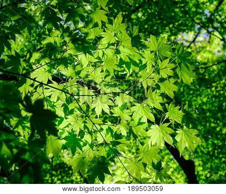 Green Trees At Sunny Day In Summer