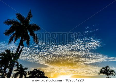 Palm trees against a blue sky with yellow and white clouds at sunrise