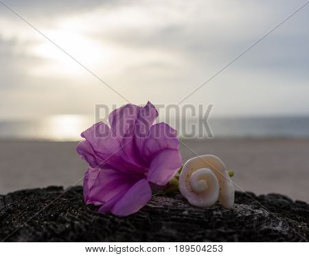 Purple flower ans seashell on the beach at sunrise