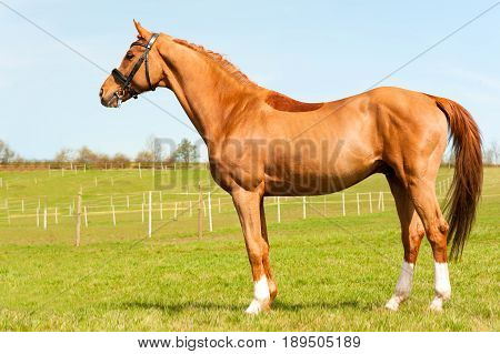 Purebred braided red stallion standing on pasturage. Exterior image with side view. Summertime horizontal outdoors image.