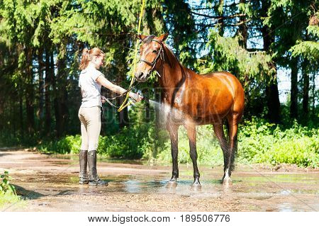 Young teenage girl equestrian washing her chestnut horse in shower. Vibrant multicolored summertime outdoors horizontal image.