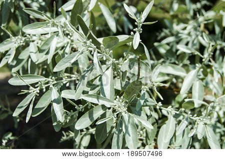 A fragrant tree that glows with the arrival of spring, spindle tree