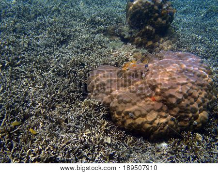Lobe Coral And Acropora Coral