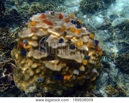 Underwater Marine Life, Christmas Tree Worms