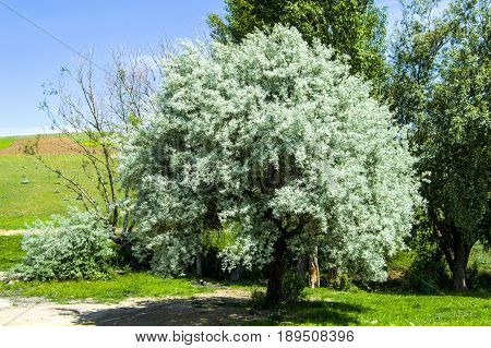 A fragrant tree that glows with the arrival of spring, spindle tree
