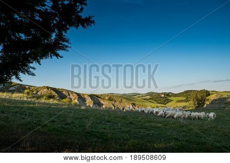 Volterra, Tuscany - May 21, 2017 - Flocks Of Sheep On The Hills Leading Of Volterra