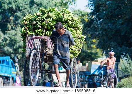 SILIGURI INDIA - DECEMBER 5 2016: local pulling a three-wheeled card laden with banana from the wholesale market