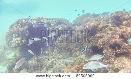 Fish-surgical Akantnuridae, Seabreams And Swim Around A Bright Colored Coral Reef In The Red Sea In
