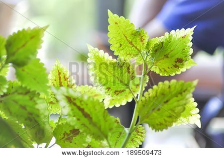 Painted nettle or Flame nettle plant , Painted nettle