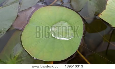 water drop on lotus leaf and background