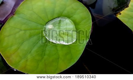water drop on lotus leaf and background