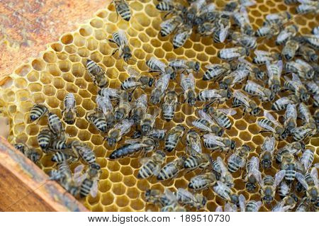 Closeup photo of queen bee in honeycombs