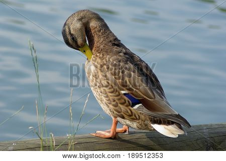 Duck mallard cleans feathers on the shore.