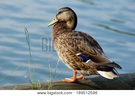 Duck mallard female on shore against blue water background