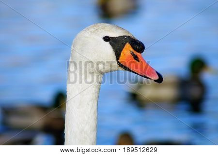 White swan head and neck. Shallow depth of field. Selective focus.