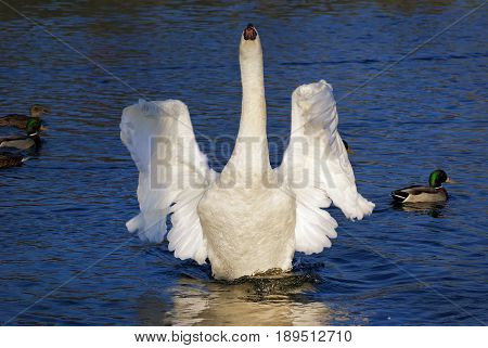 Beautiful graceful white swan spread its wings. Selective focus.