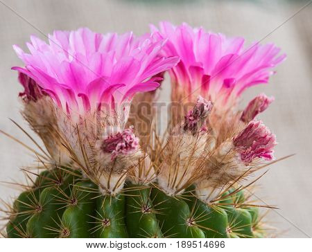 Notocactus Mammulosus cactus with blooming fresh purple and wilted flowers