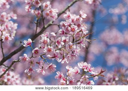 Pink Cherry blossom, sakura flowers , for background.