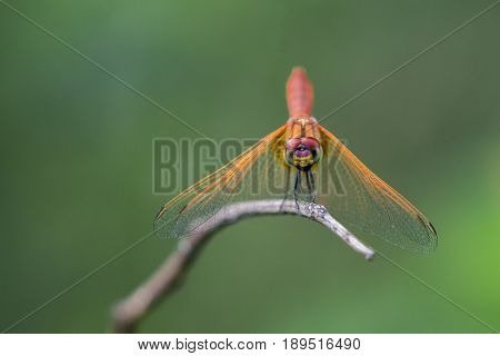 Image of dragonfly perched on a tree branch on nature background. Insect Animals.
