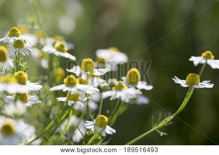 Anthemis  tinctoria  Wargrave  flower in garden.