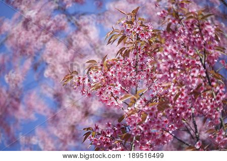Pink Cherry blossom, sakura flowers , for background.