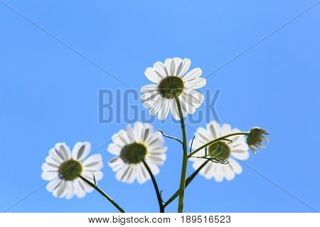 anthemis tinctoria Wargrave , againt sun for background
