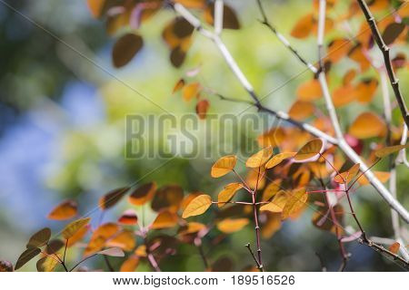 Beautiful color leafs in autumn for background