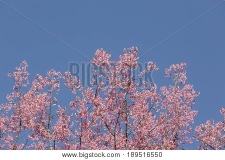 Pink Cherry blossom, sakura flowers , for background.