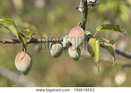Ripe Chinese plum fruit on tree,Chiang Mai