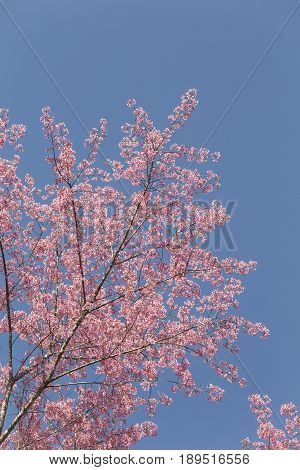 Pink Cherry blossom, sakura flowers , for background.