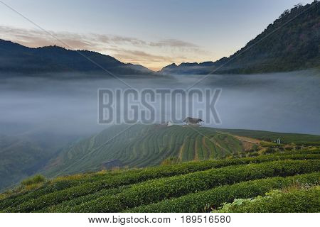 Tea plantation in morning view, Ang-Khang Thailand