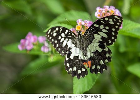 Beautiful butterfly perched on a flower. Insect Animals.