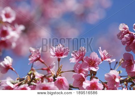Pink Cherry blossom, sakura flowers , for background.