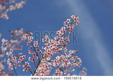 Pink Cherry blossom, sakura flowers , for background.