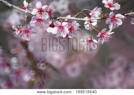 Pink Cherry blossom, sakura flowers , for background.