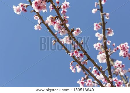 Pink Cherry blossom, sakura flowers , for background.