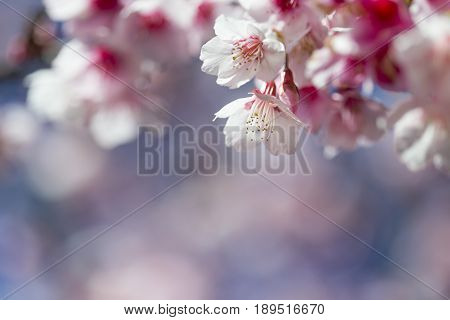 Pink Cherry blossom, sakura flowers , for background.