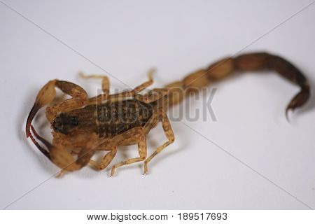 Scorpion :A small venomous scorpion ,Centruroides vittatus