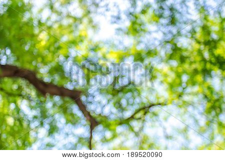 Blurred Background,looking Up At Sun And Green Tree With Blue Sky With Bokeh Light,nature Background