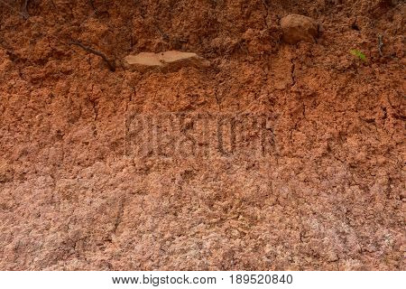 Soil on the ground as texture and background.